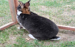 Mini Lop rabbits for sale: *RESERVED* 1 baby mini lop buck  - Advert 8