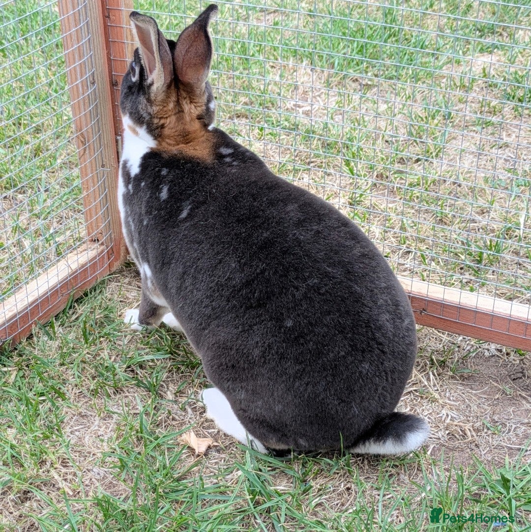 Mini Lop rabbits for sale: *RESERVED* 1 baby mini lop buck  - Advert 8