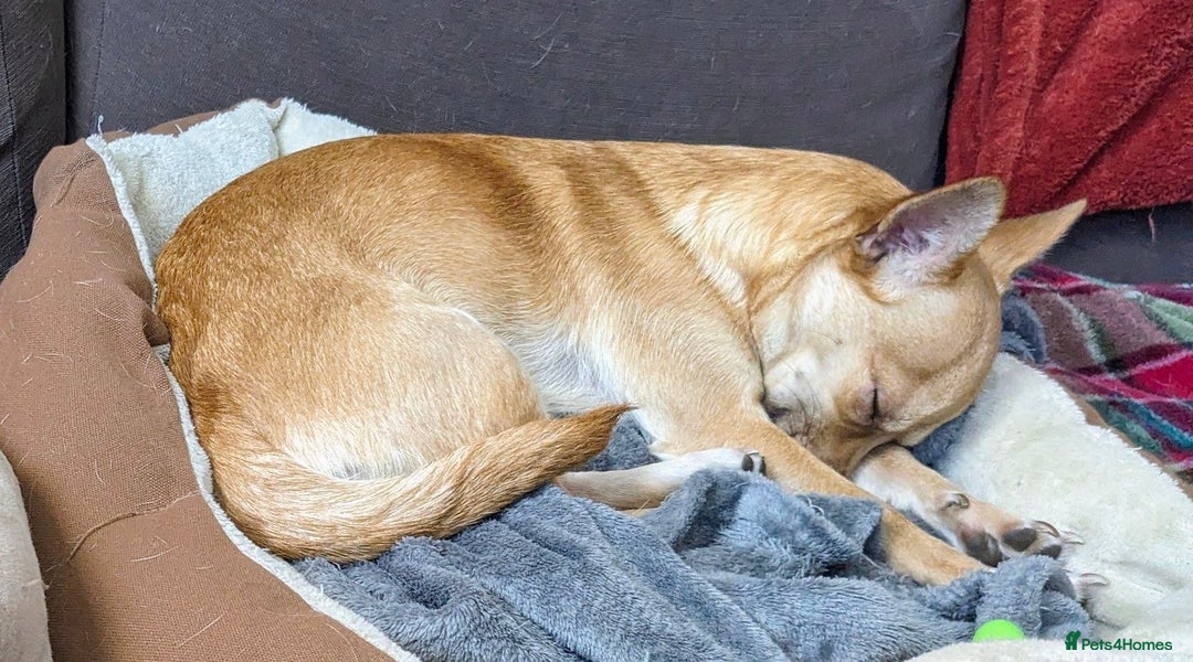 Chihuahua dogs for sale: 2 beautiful chihuahuas - Advert 18