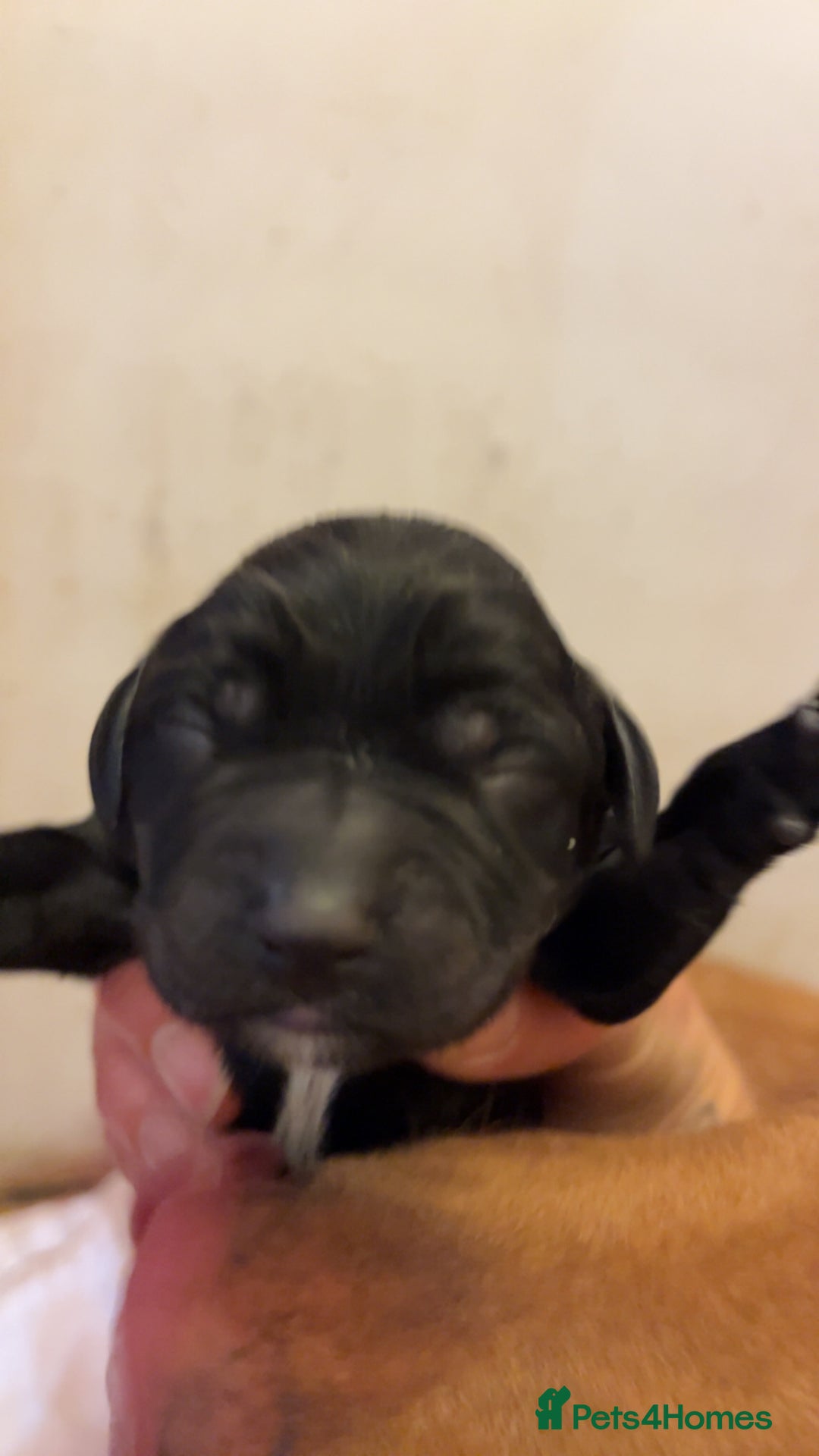 Mixed Breed dogs for sale: Sprockerdor puppies for sale - Image 19