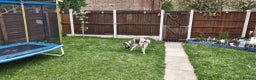 Mixed Breed dogs for sale: Storm - 2 years old - Advert 8