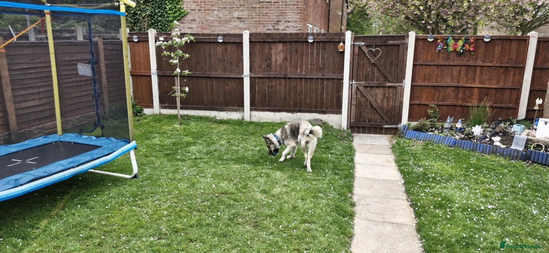 Mixed Breed dogs for sale: Storm - 2 years old - Advert 8