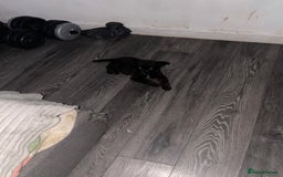 Mixed Breed dogs for sale: German shepherd x Dutch shepherd  - Image 3