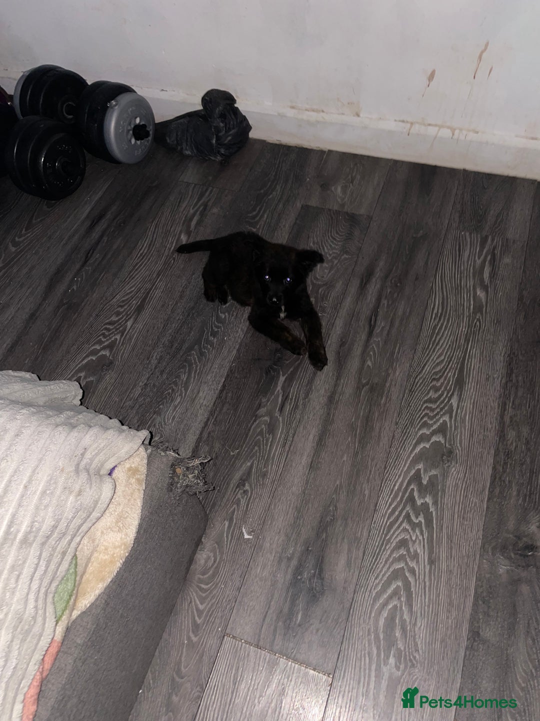 Mixed Breed dogs for sale: German shepherd x Dutch shepherd  - Image 3