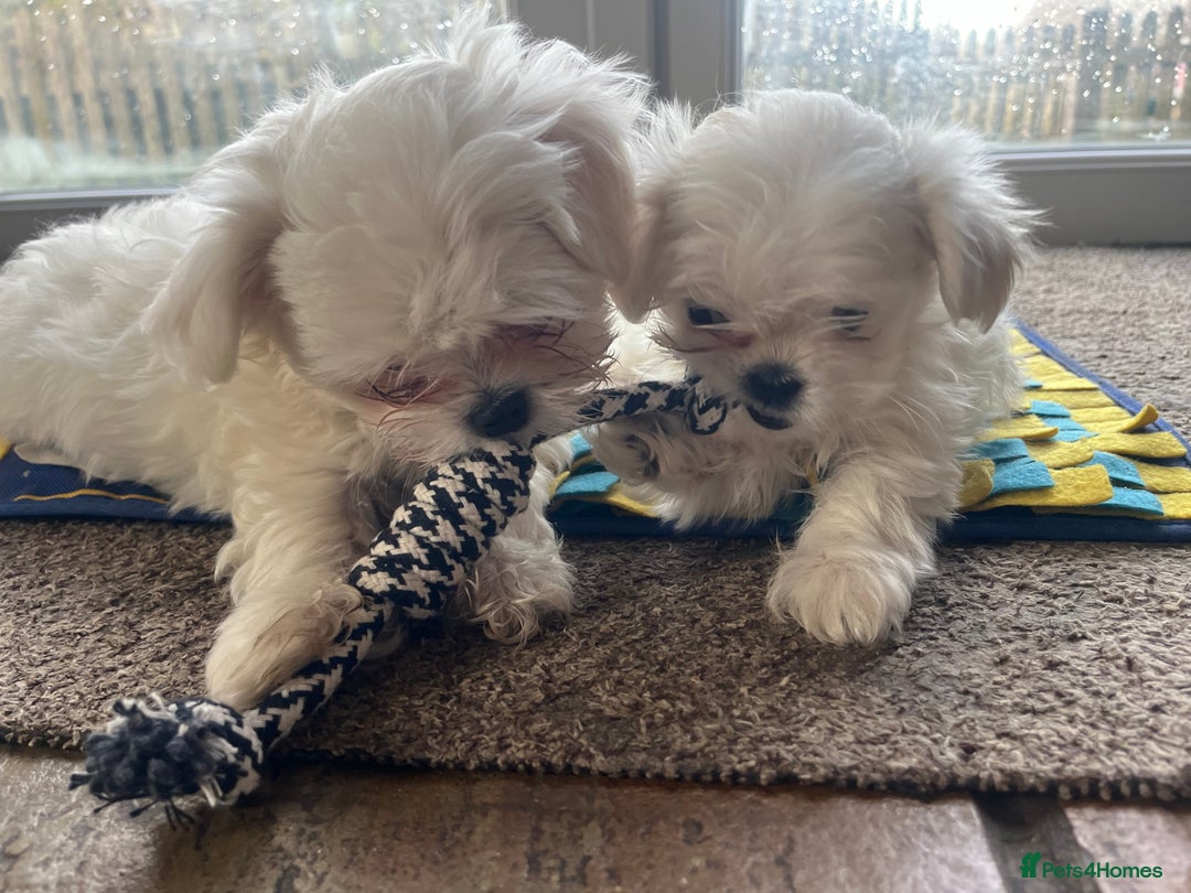 Maltese dogs for sale: Meet Your Little Heart Melters ❄️ - Advert 13
