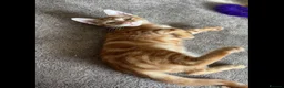 British Shorthair cats for sale: Tigger - Advert 2