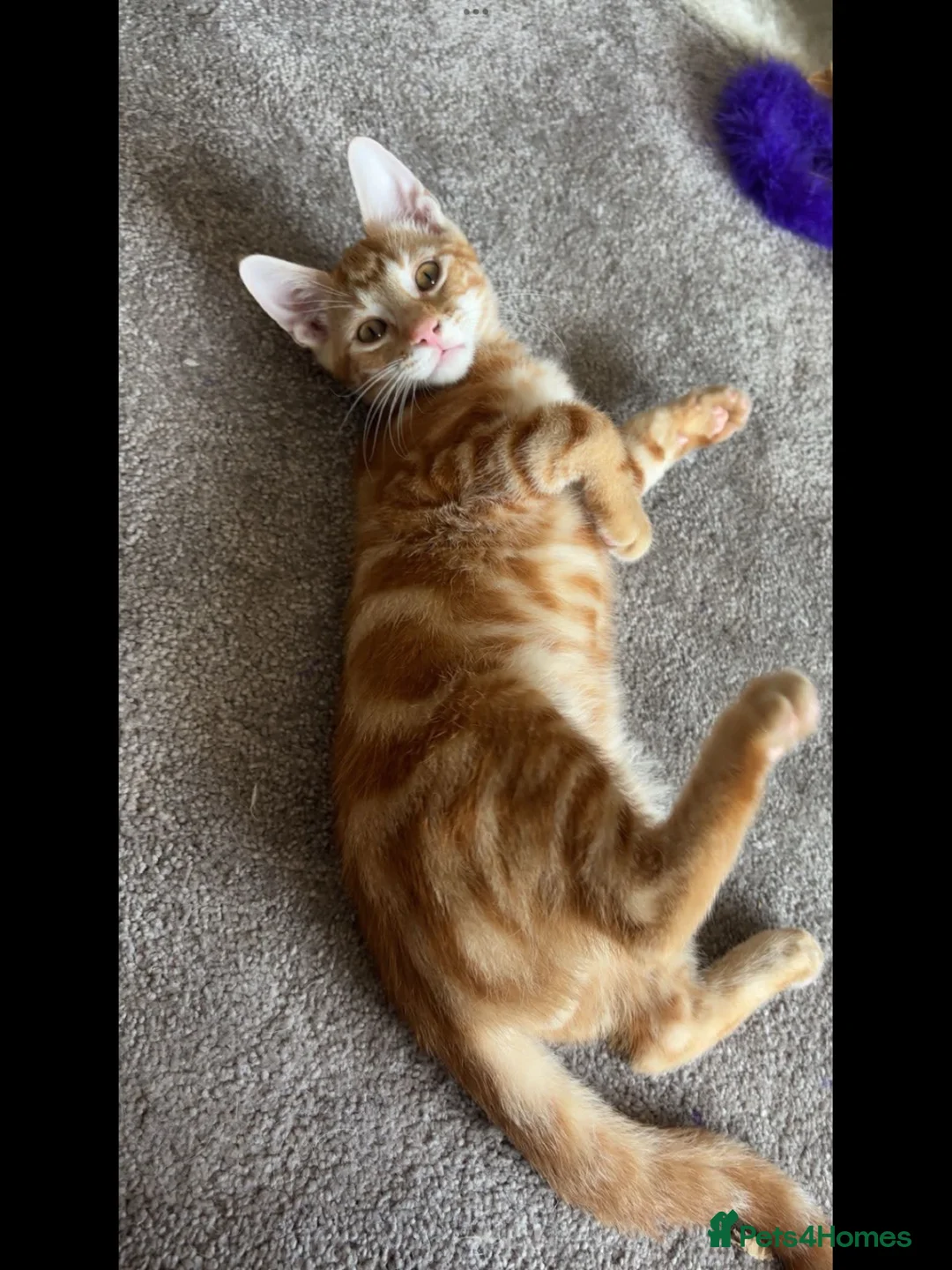 British Shorthair cats for sale: Tigger - Advert 2