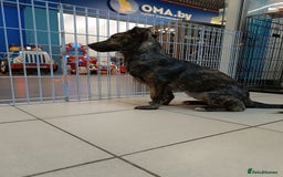 Mixed Breed dogs for adoption: 💖🐶 PRADA 🐶💖 - Image 5