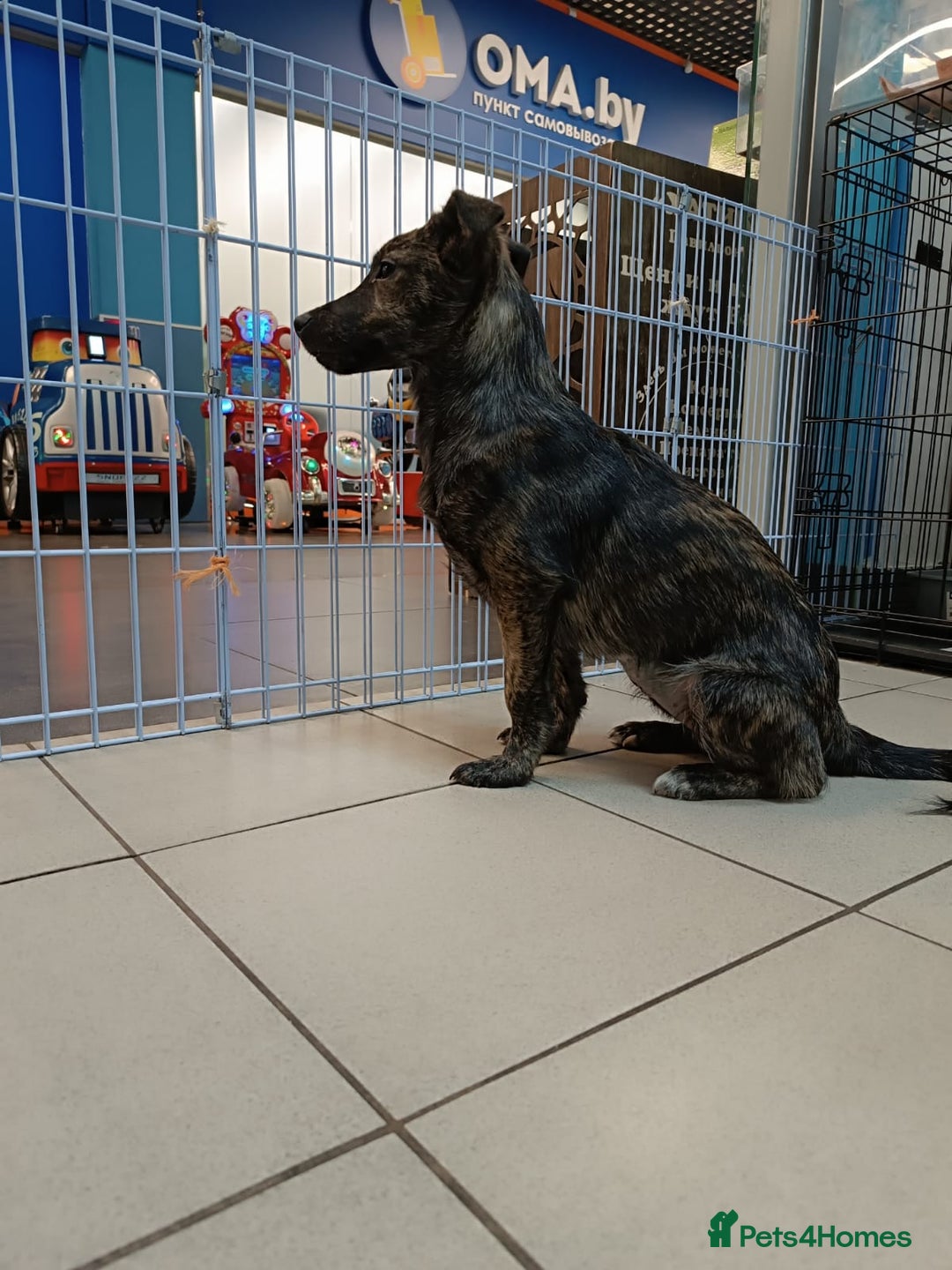 Mixed Breed dogs for adoption: 💖🐶 PRADA 🐶💖 - Image 5