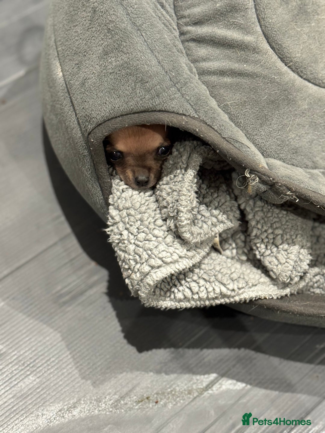 Chihuahua dogs for sale: Chihuahua puppies 8 weeks old  - Image 5