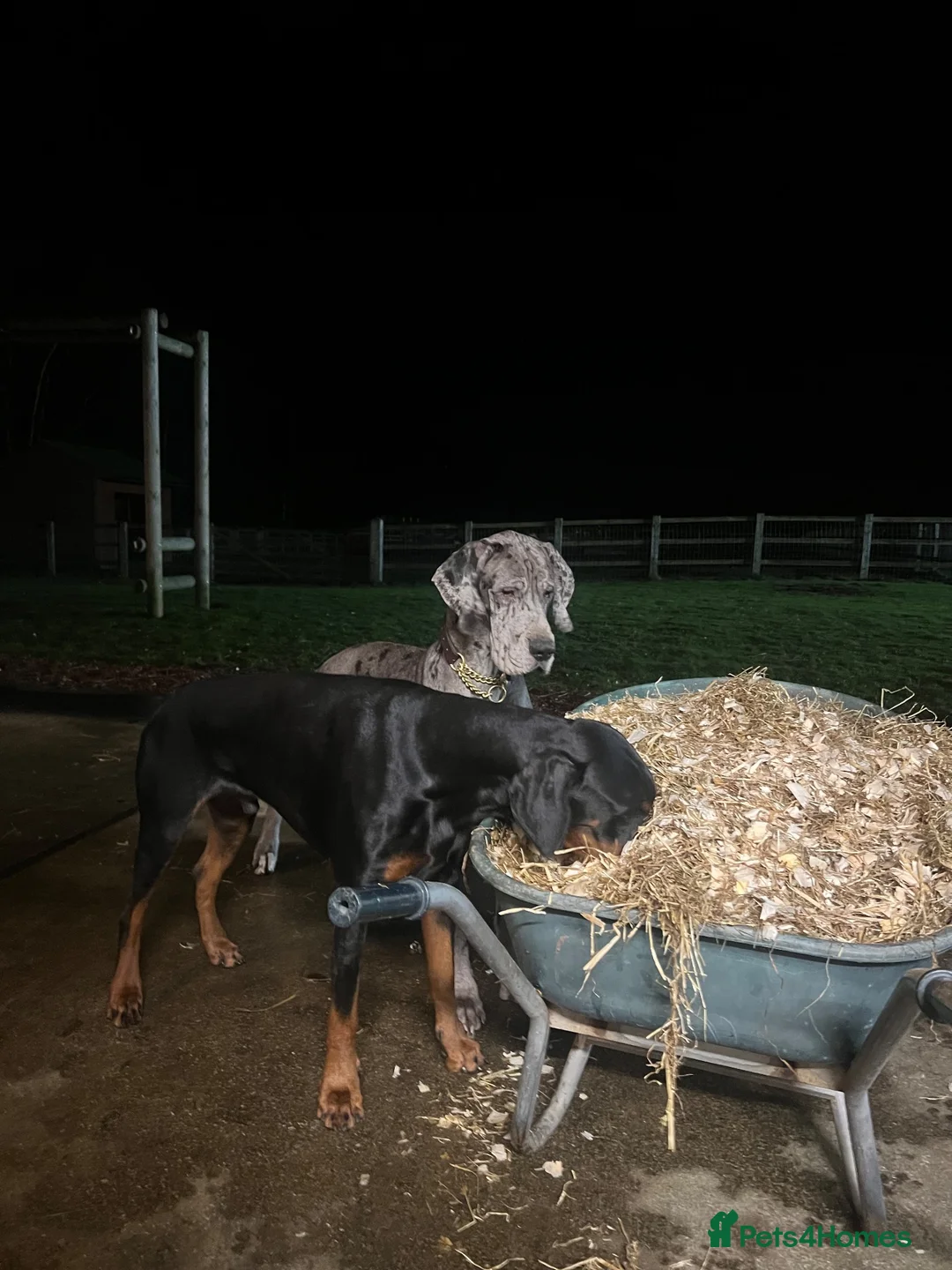 Great Dane dogs for sale: WINNIE THE GREAT DANE  - Advert 2