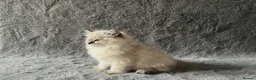 Siberian cats for sale: 🏆Championship Line Kittens. Dual Registered 🏆  - Advert 34