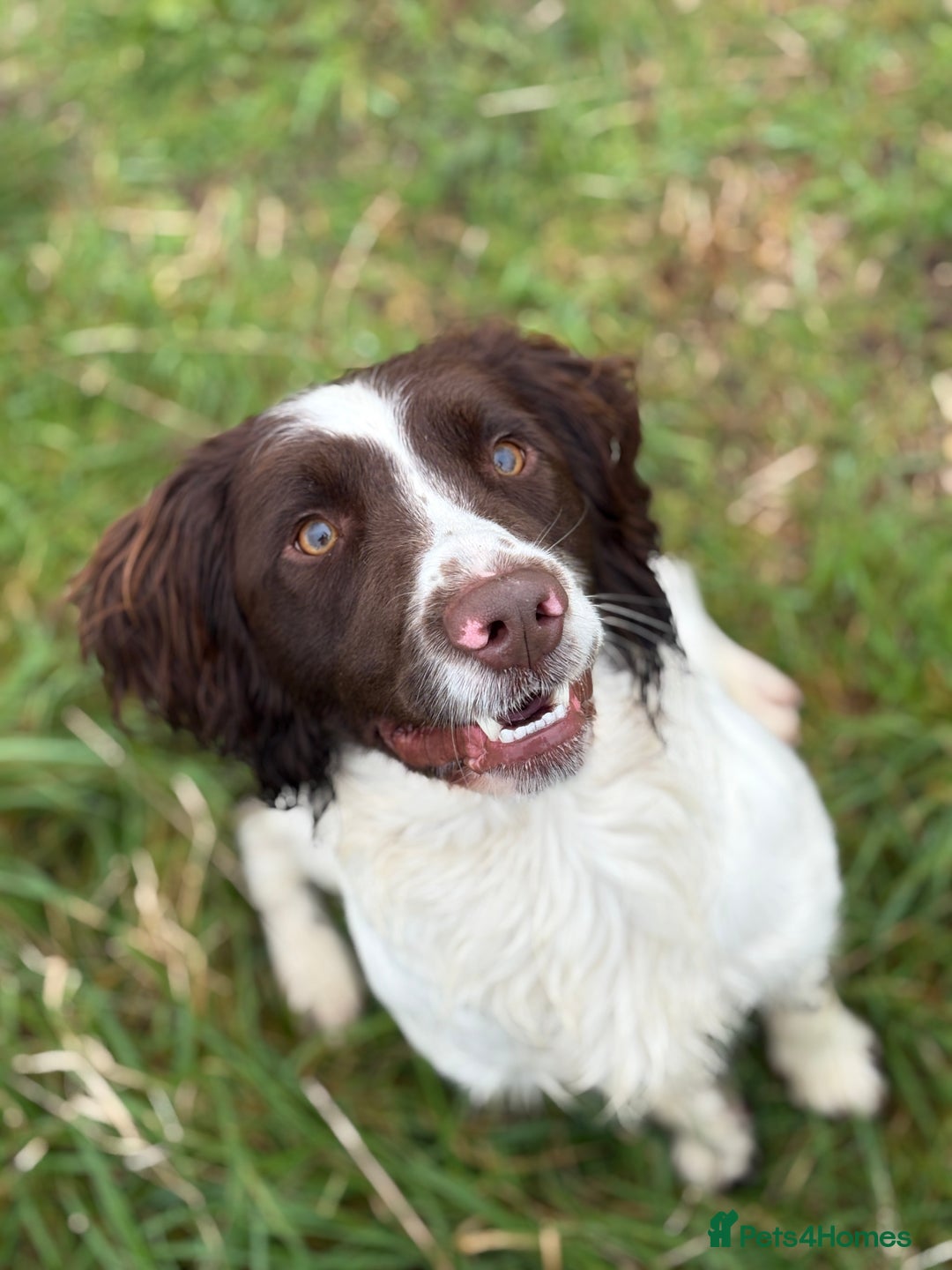 English Springer Spaniel dogs for stud: KC registered springer for stud - Advert 4