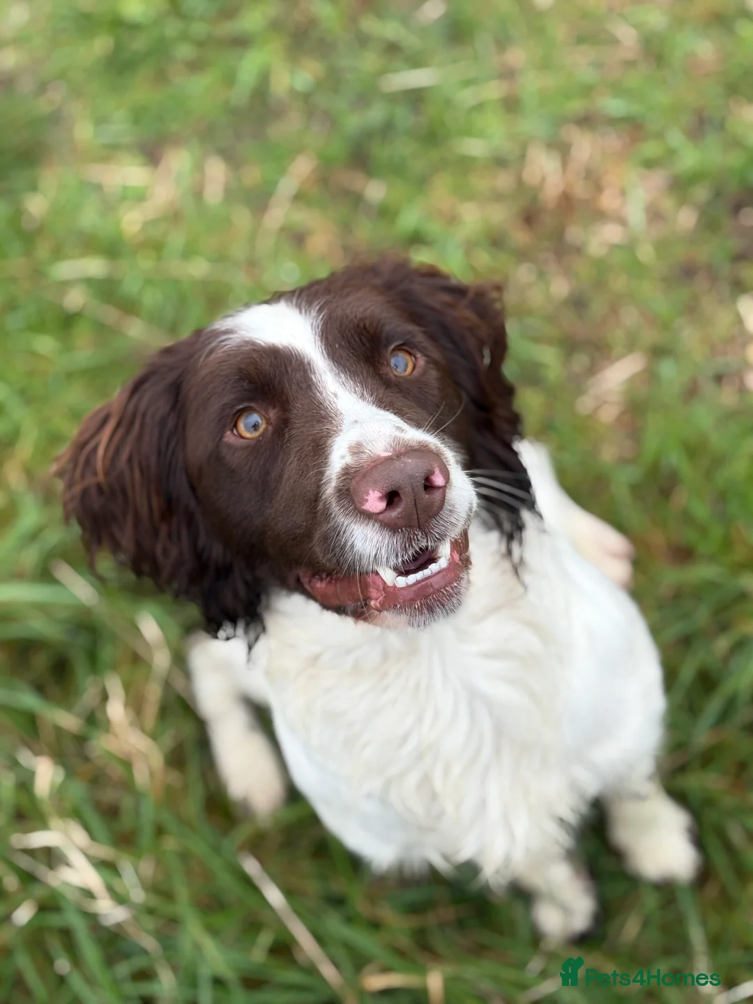 English Springer Spaniel dogs for stud: KC registered springer for stud - Advert 4