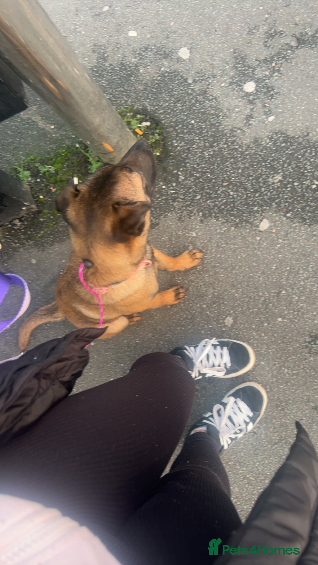 Mixed Breed dogs for sale: Luna Belgian malinois mix - Advert 4