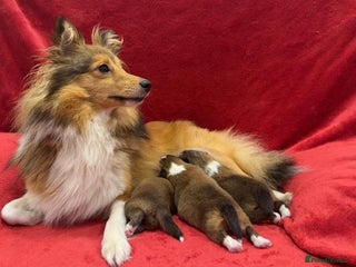 Shetland Sheepdog dogs - Advert 1