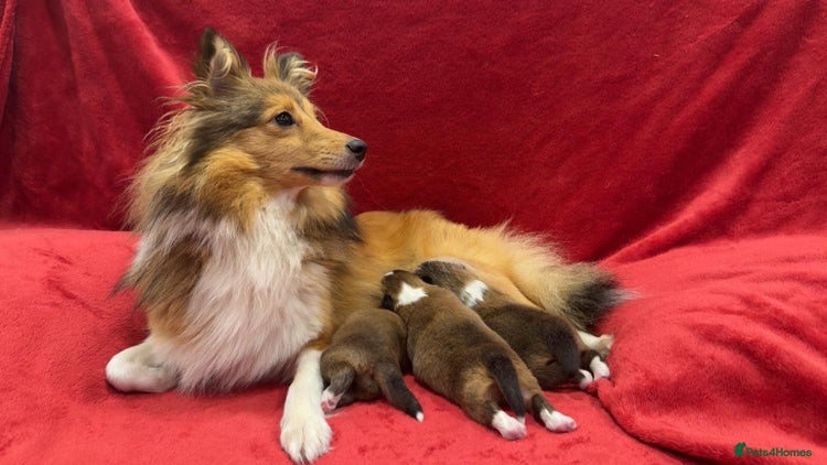 Shetland Sheepdog dogs - Advert 1