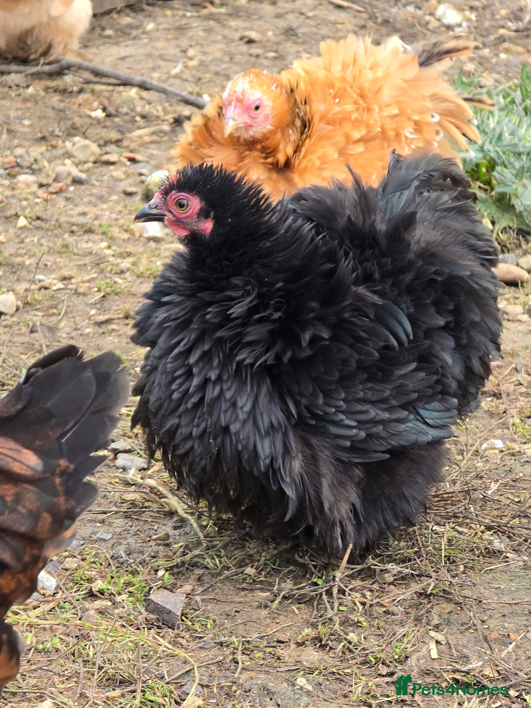 Chickens poultry for sale: Frizzle Pekin Pullet Growers  - Image 7