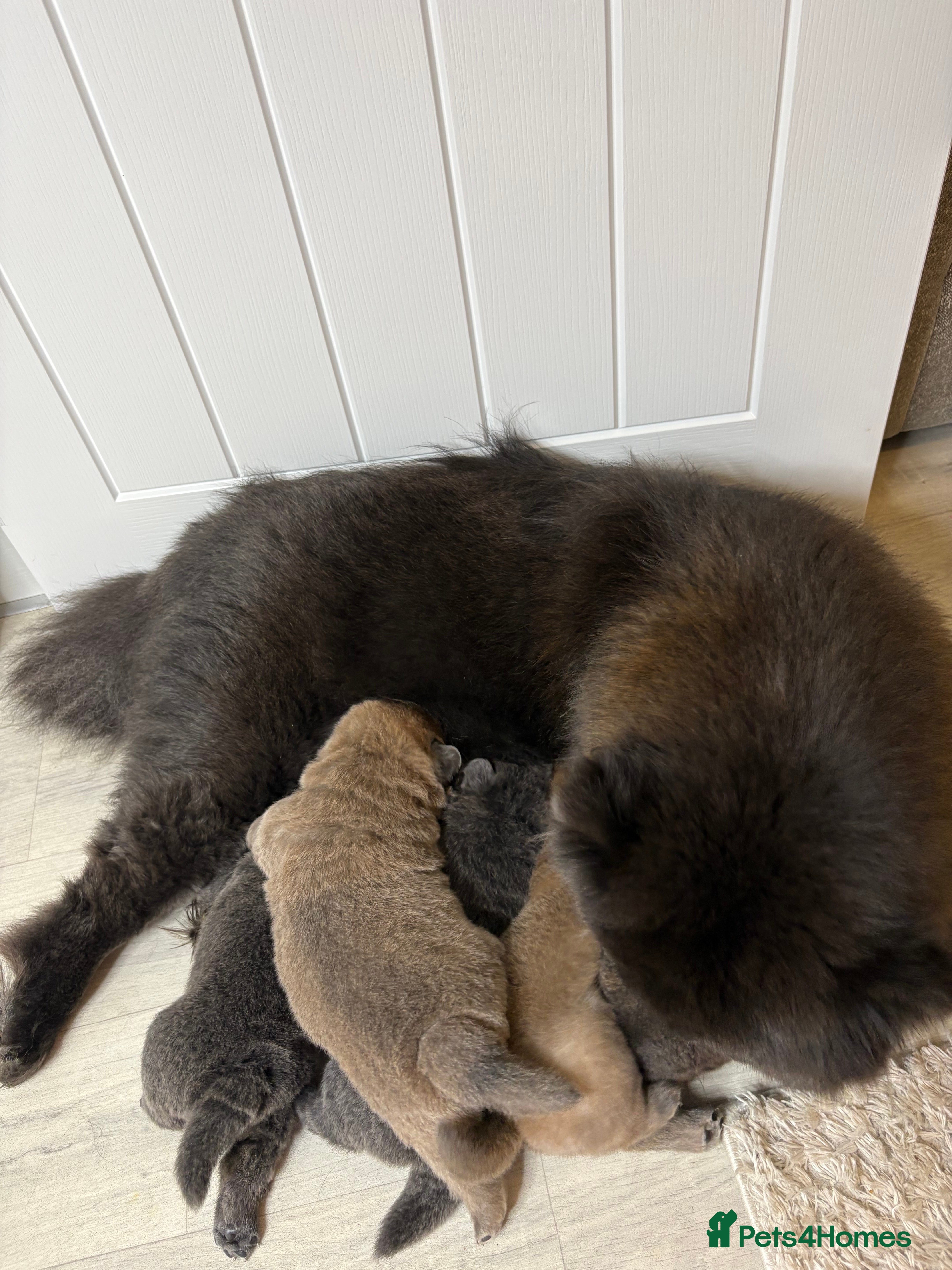 Chow Chow dogs 4 gorgeous chow chow’s - Advert 1