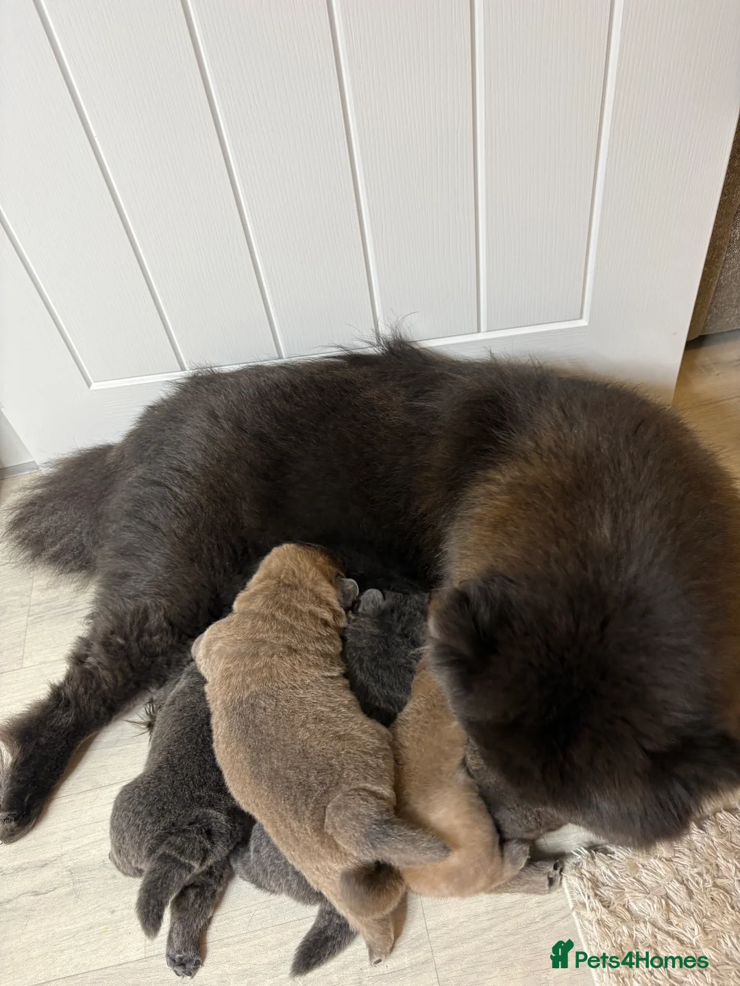 Chow Chow dogs for sale: 4 gorgeous chow chow’s - Advert 1