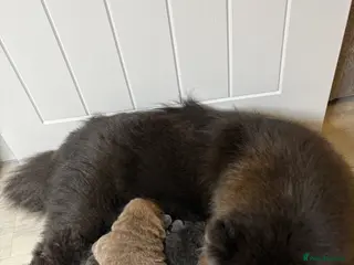 Chow Chow dogs 4 gorgeous chow chow’s - Advert 1