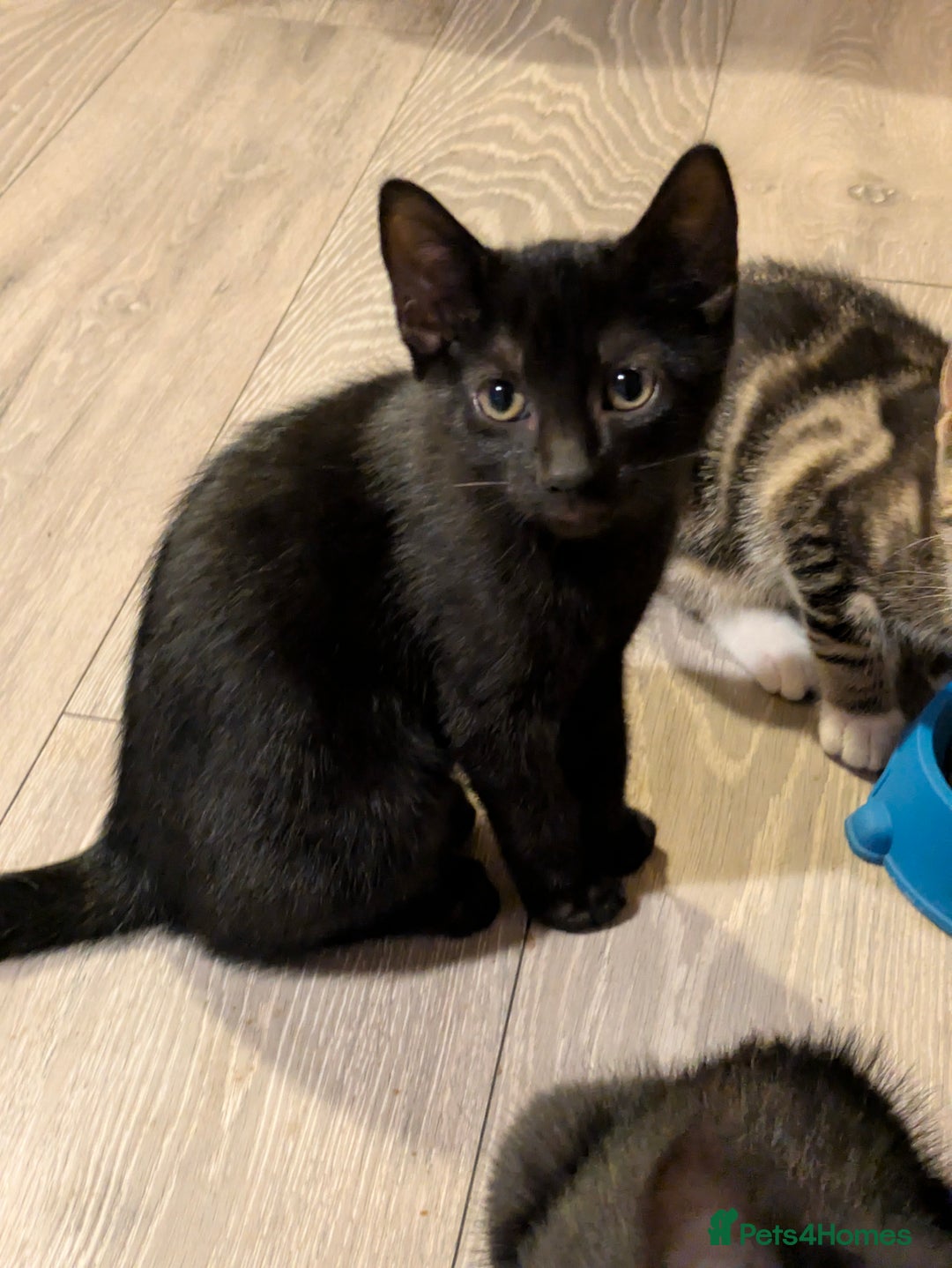 Domestic Shorthair cats for sale: Beautiful domestic short hair kittens for sale  - Image 14