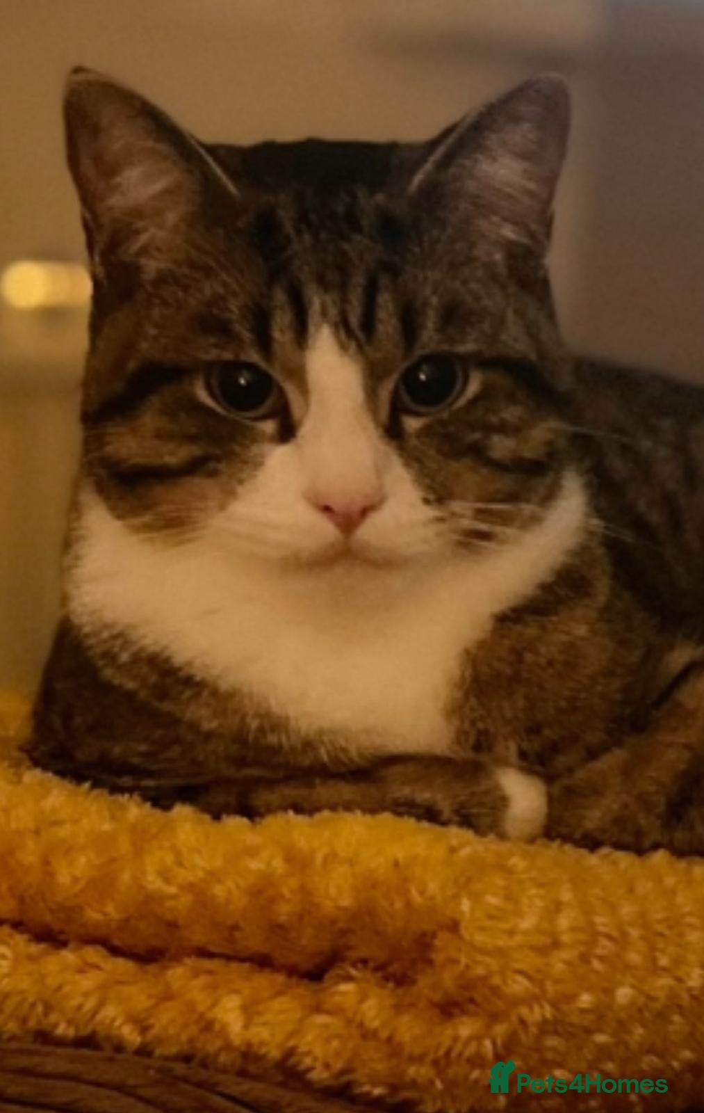 Domestic Shorthair cats Cats looking for new home - Advert 1