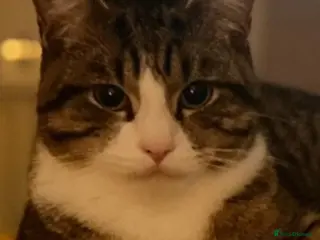 Domestic Shorthair cats Cats looking for new home - Advert 1