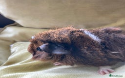 Guinea Pig rodents for sale: Two beautiful little brothers Brighton - Image 6