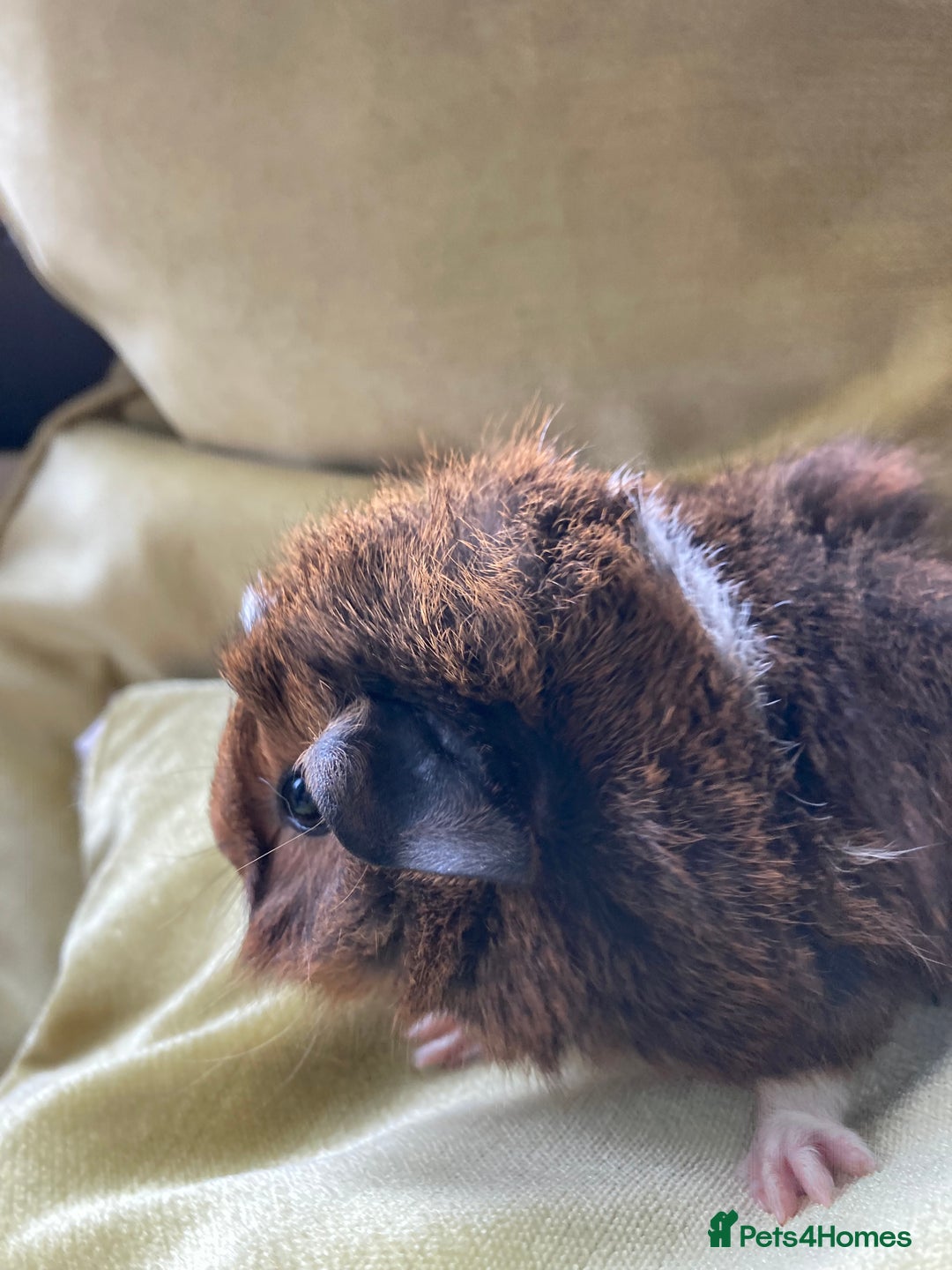 Guinea Pig rodents for sale: Two beautiful little brothers Brighton - Image 6