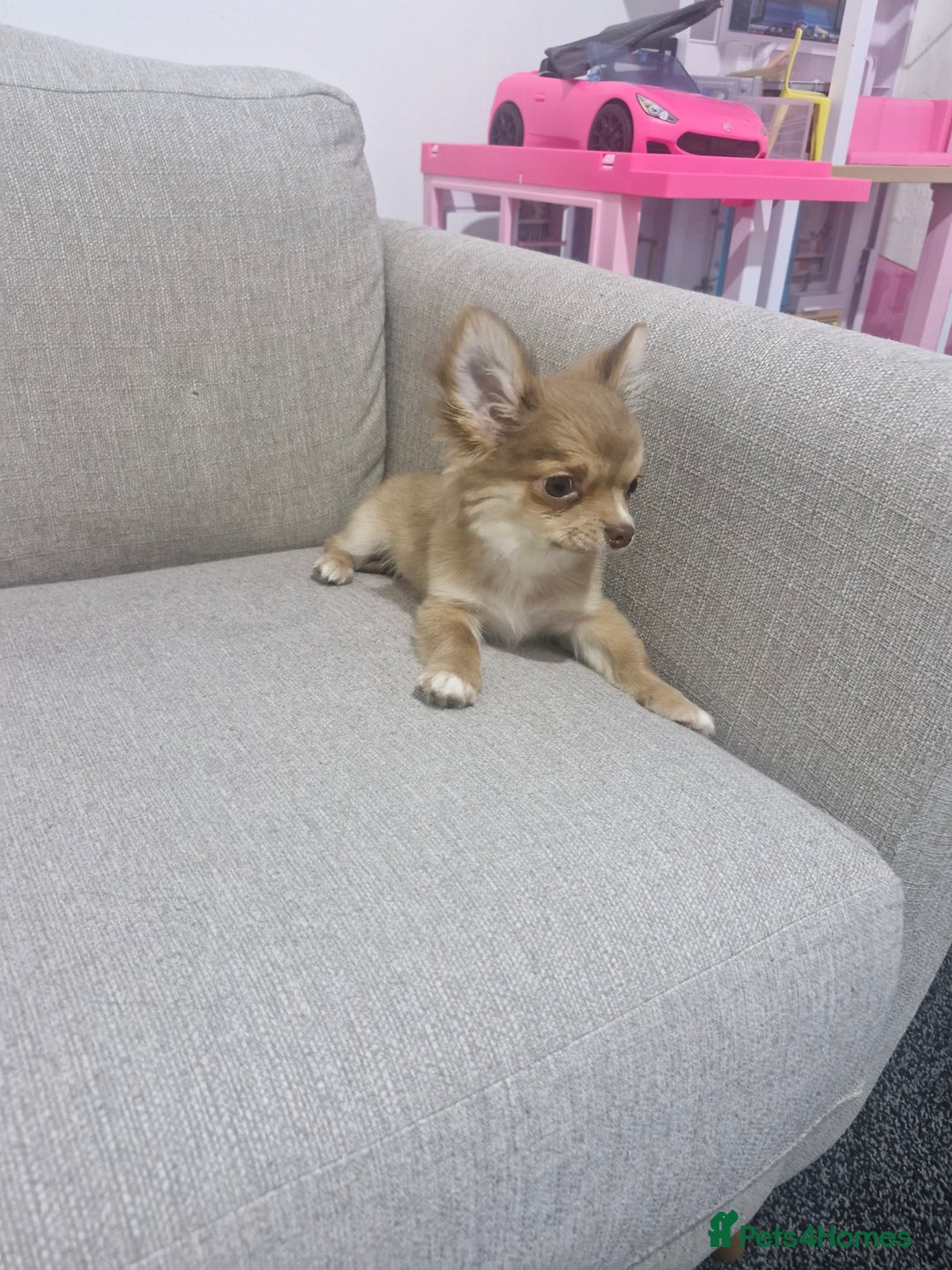 Chihuahua dogs for sale: Chihuahua puppy - Advert 8