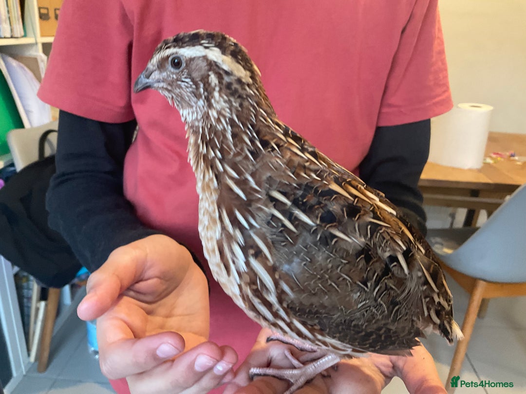 Mixed Breed birds for sale: Male Quail looking for a loving new home - Advert 6