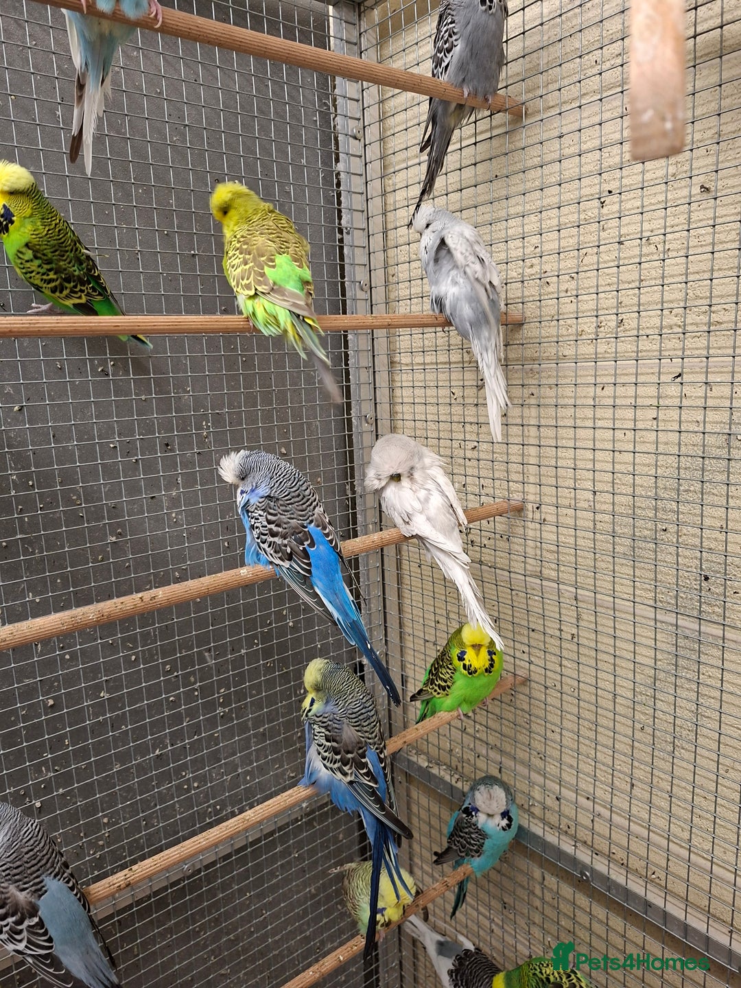 Budgerigars birds for sale: Exhibition Budgerigars for sale. - Image 2
