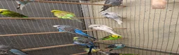 Budgerigars birds for sale: Exhibition Budgerigars for sale. - Advert 2