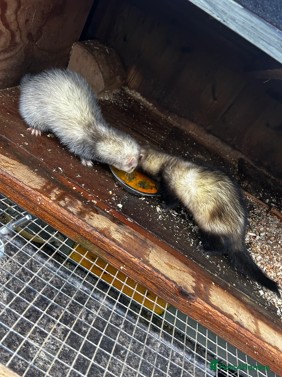 Ferret rodents for sale: Two female Ferrets - Advert 7