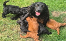Cockapoo dogs for sale: Cockapoo pups - Image 2