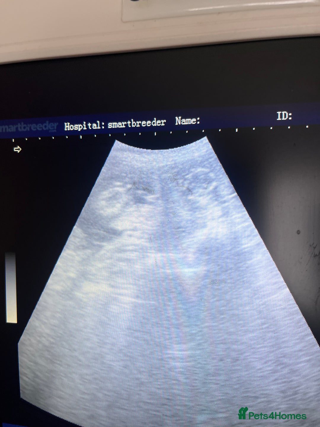 Rottweiler dogs for sale: 🐾🐶PUREBRED ROTTWEILER PUPPIES–DEPOSITS OPEN 🐶🐾 - Advert 2