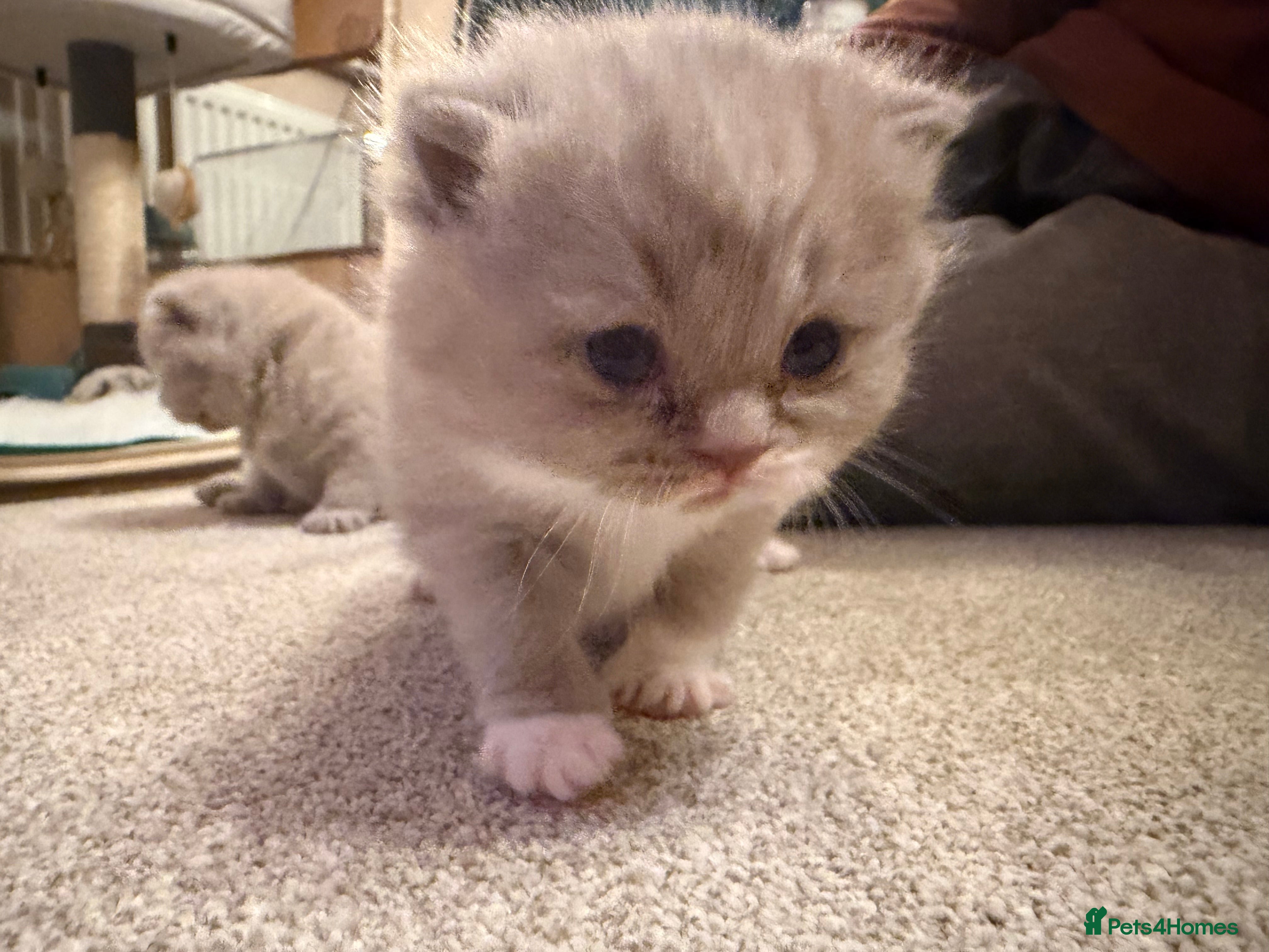 British Shorthair cats Fantastic Pedigree Lilac BSH Kiitens - Advert 14