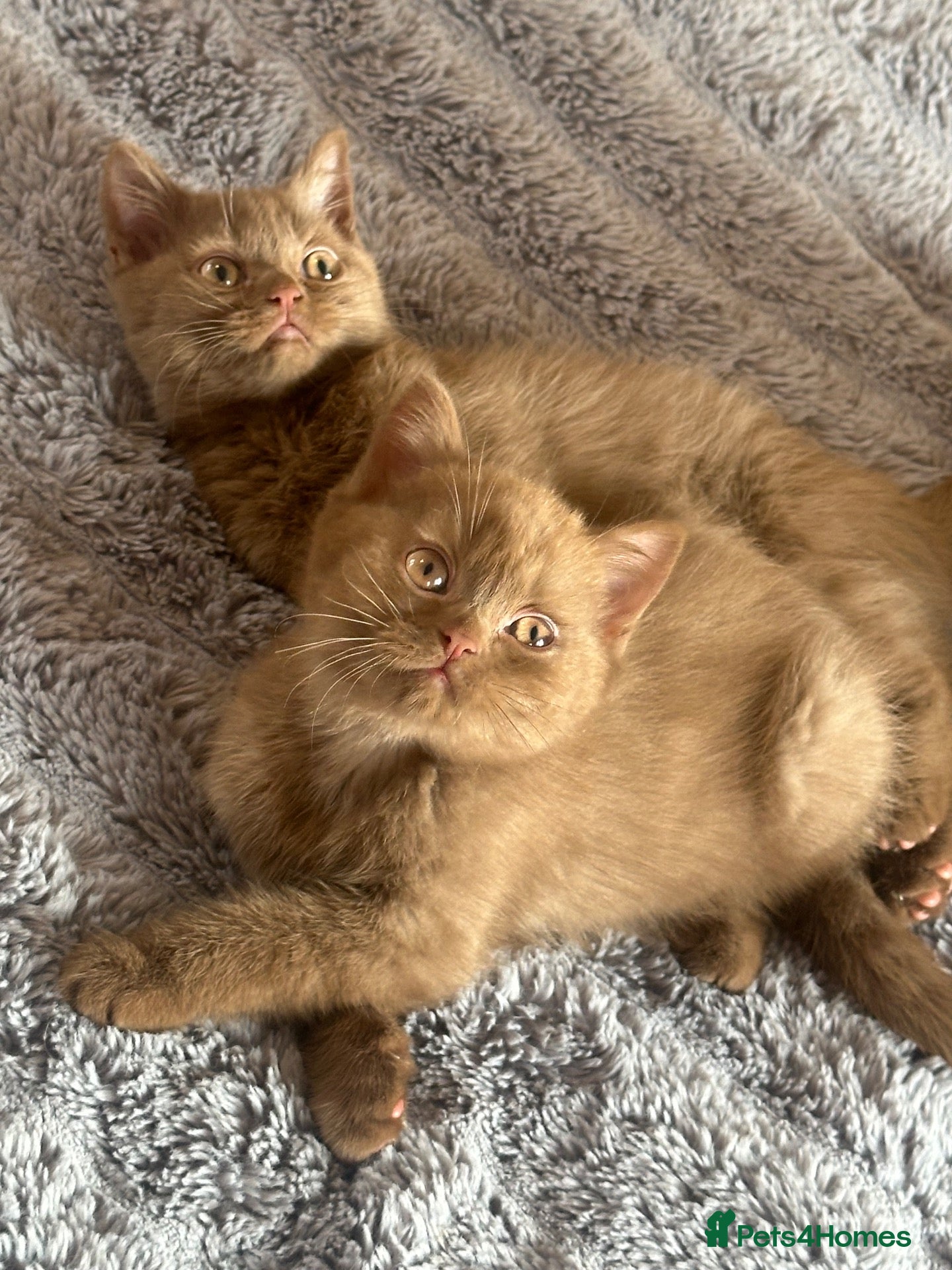 British Shorthair cats Champion British shorthair kittens very rare  - Advert 9