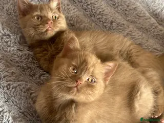 British Shorthair cats Champion British shorthair kittens very rare - Advert 9