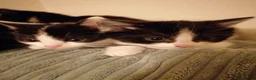 Mixed Breed cats for sale: 4 beautiful tuxedo kittens - Advert 9
