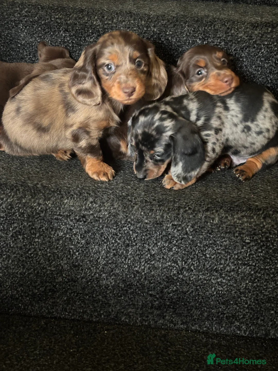 Dachshund dogs for sale: Miniature dachshund puppies 🐶long: smooth hair  - Advert 27