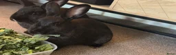 Mixed Breed rabbits for sale: 2 gorgeous rabbits  in Warrington - Advert 3
