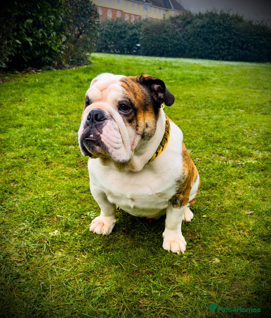 English Bulldog dogs for stud: TYSON🥊- PROVEN STUD ‼️ in Hatfield - Advert 2