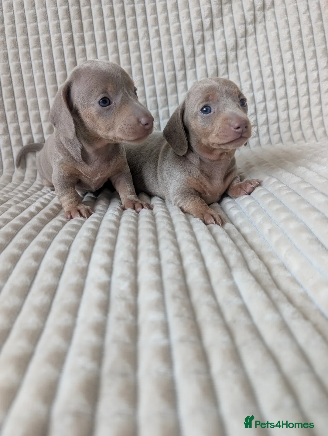 Miniature Dachshund dogs for sale: 2 pretty Isabella & Tan girls 🩷 - Advert 1