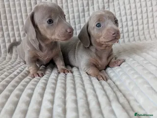 Miniature Dachshund dogs 2 pretty Isabella & Tan girls 🩷 - Advert 3