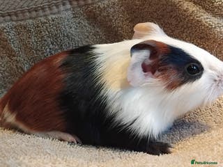Guinea Pig rodents Tort and Whites, Swiss & Self Chocolate boars. - Advert 21