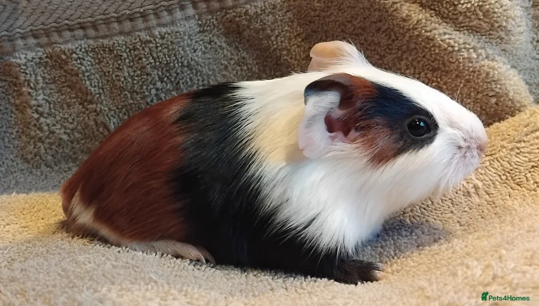 Guinea Pig rodents for sale: Tort and Whites, Self Chocolate Boar and Sow  - Advert 2