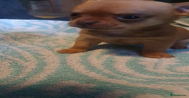 Chihuahua dogs - Advert 2