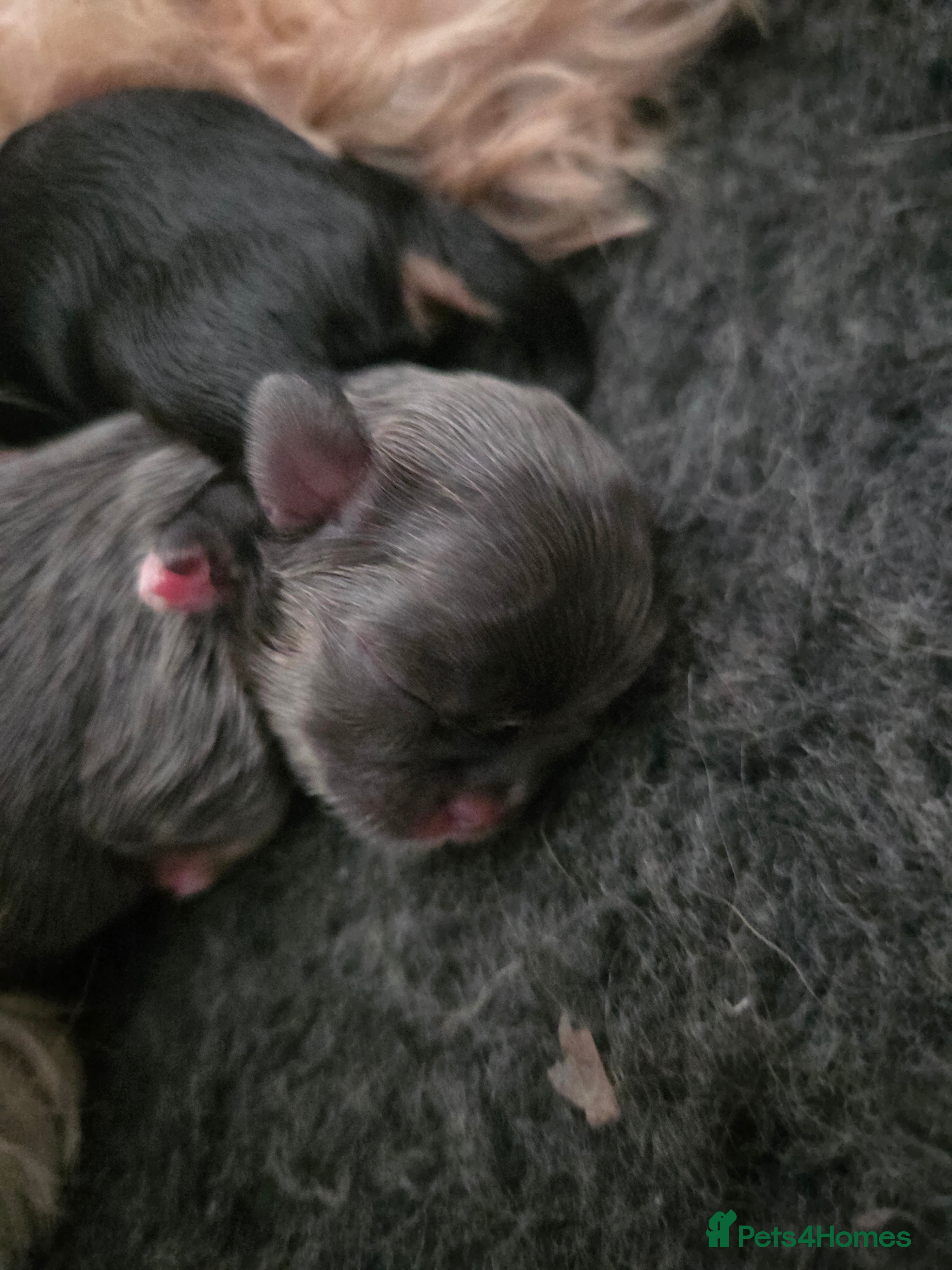 Shih Tzu dogs Kc Imperial shih tzu puppy (karashishixsweettooth) - Advert 2